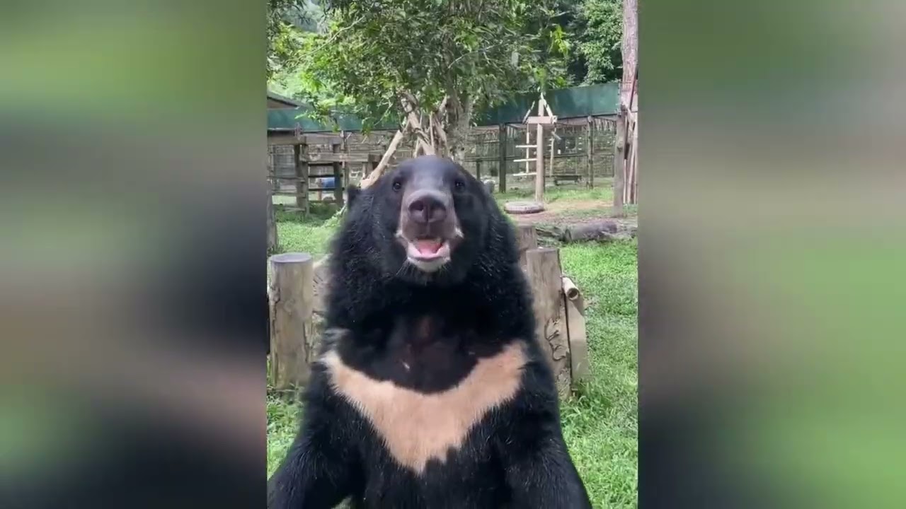 funny animals videos part 4 
