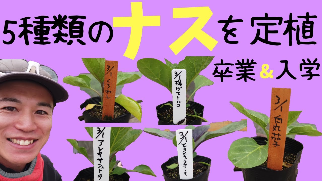 珍しいナスの定植（５種類）揚げてトルコ、くろわし、とろとろステーキ、アレキサンドラ、白丸茄子、ポットから土への入学式。福岡県うきは市、しゅうたの畑