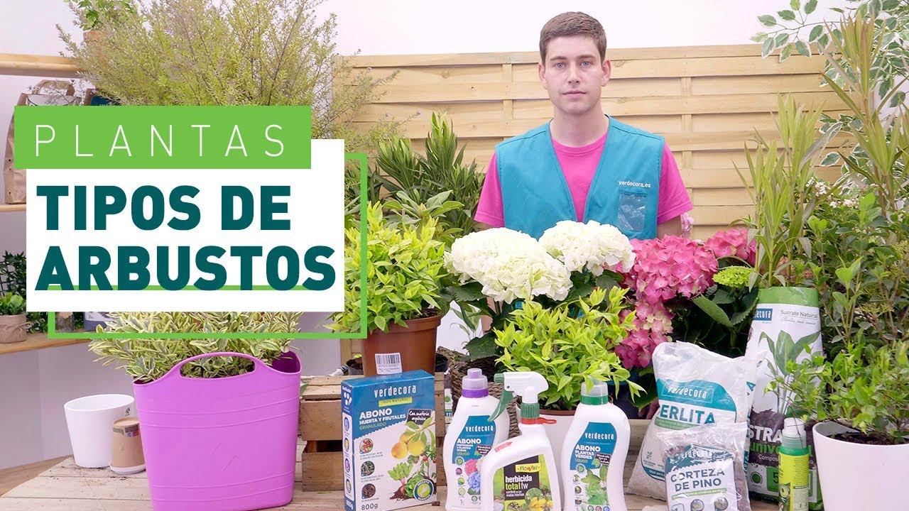 Arbustos para el jard&iacute;n: tipos y cuidados | Plantas en VERDECORA