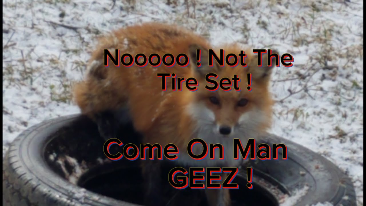 Effective Tire Set In Winter Conditions #RedFox #DukeTraps #Coyotes #Farms # Predators