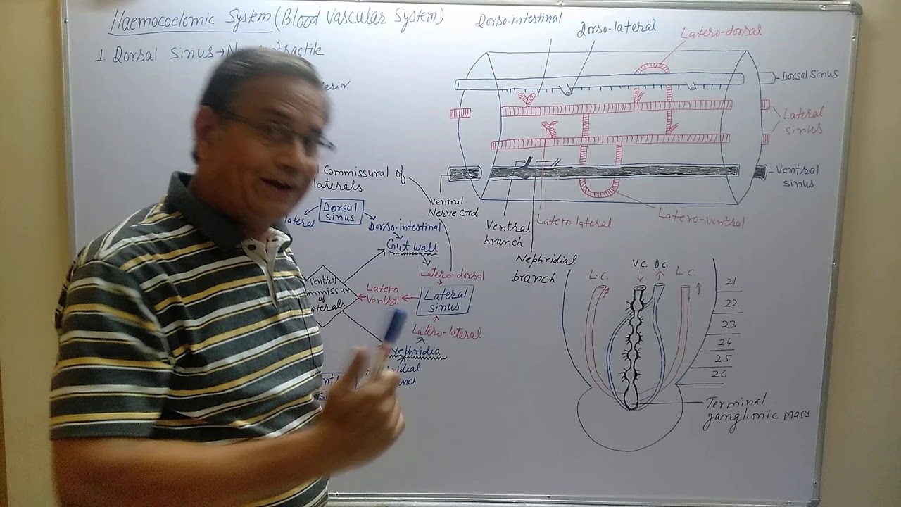 Haemocoelomic/Circulatory system of Hirudinaria/Leech/jonk