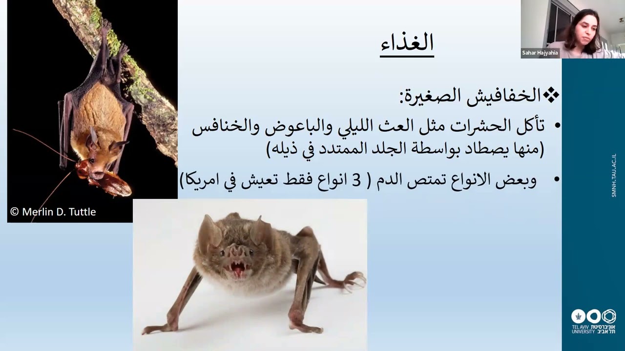 عالم الخفافيش الخفي / سحر حاج يحيى