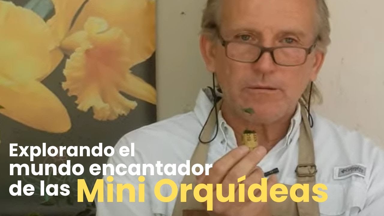¡Explorando el mundo encantador de las mini orquídeas en la Parte 2 de  'Alma del Bosque'!