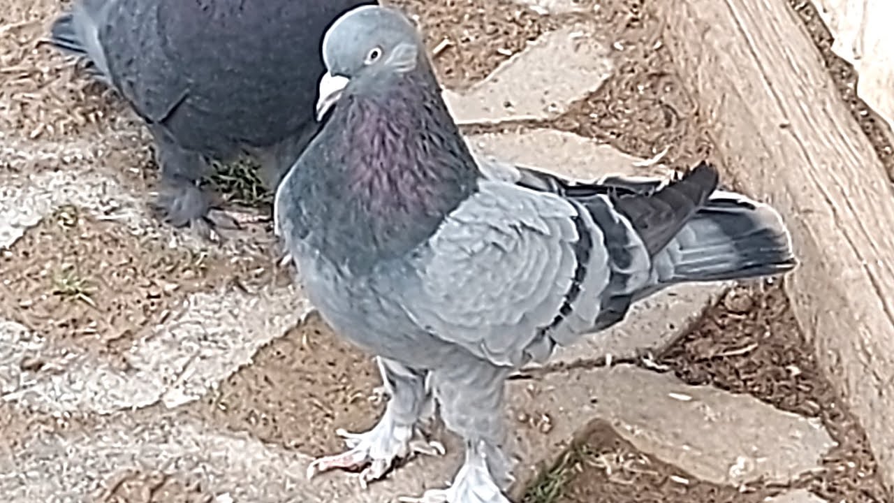 YENİ BAŞLAYAN DUMANLI EKE ERKEK 