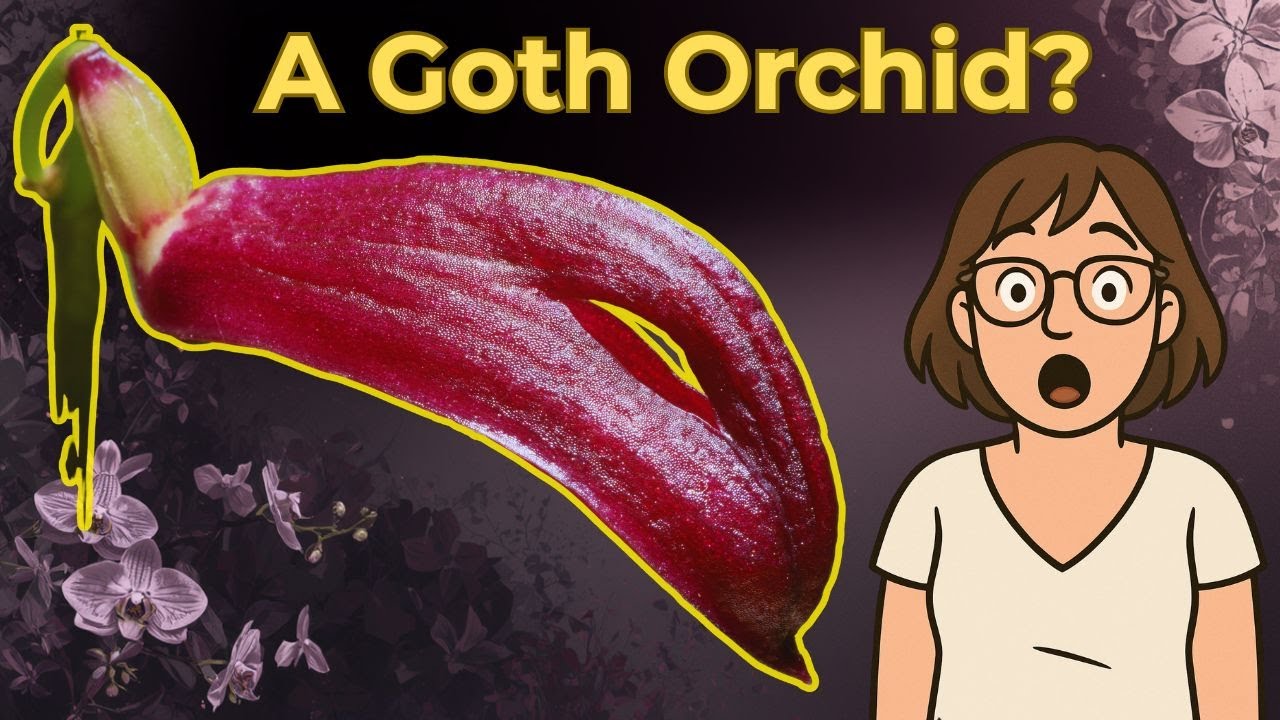 Is it a bat or is it an orchid?