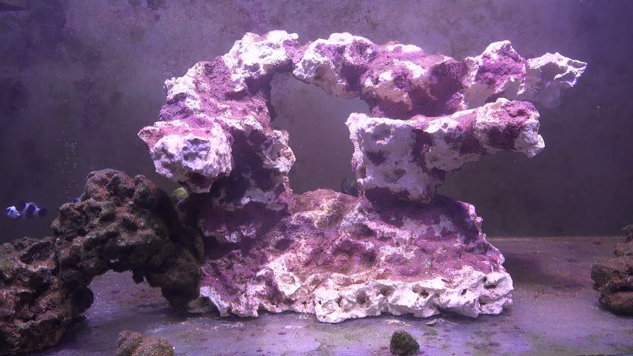 Top 3 reasons Why you should Quarantine all new Fish 4K