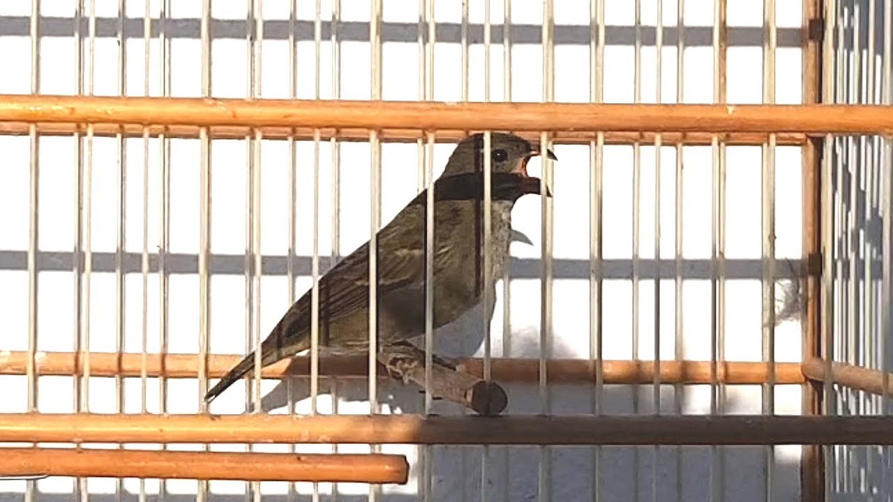 Pixox&oacute; Chibata entrando na temporada cheio de marra para esquentar suas M&aacute;quinas