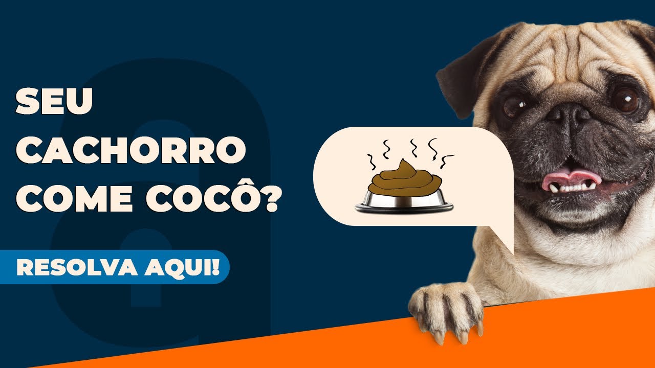Cachorro comendo cocô, como resolver ?