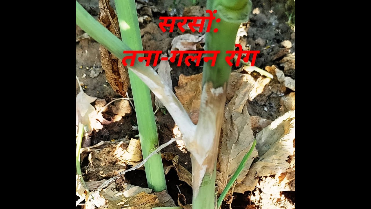सरसों तना-गलन रोग: पक्का इलाज (37) by Dr R K Saini#Stem rot of mustard