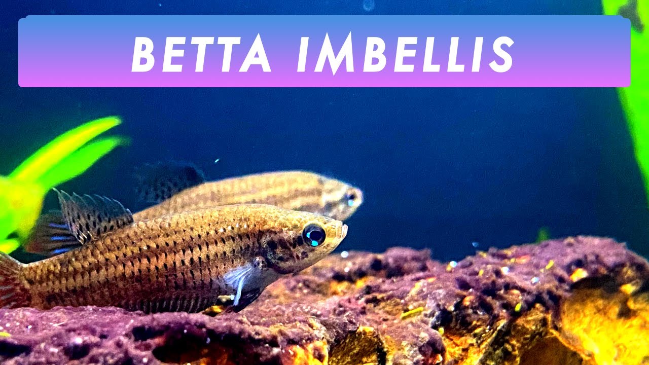 Peaceful Betta Imbellis Community Tank (Males & Females) | Wild Bettas