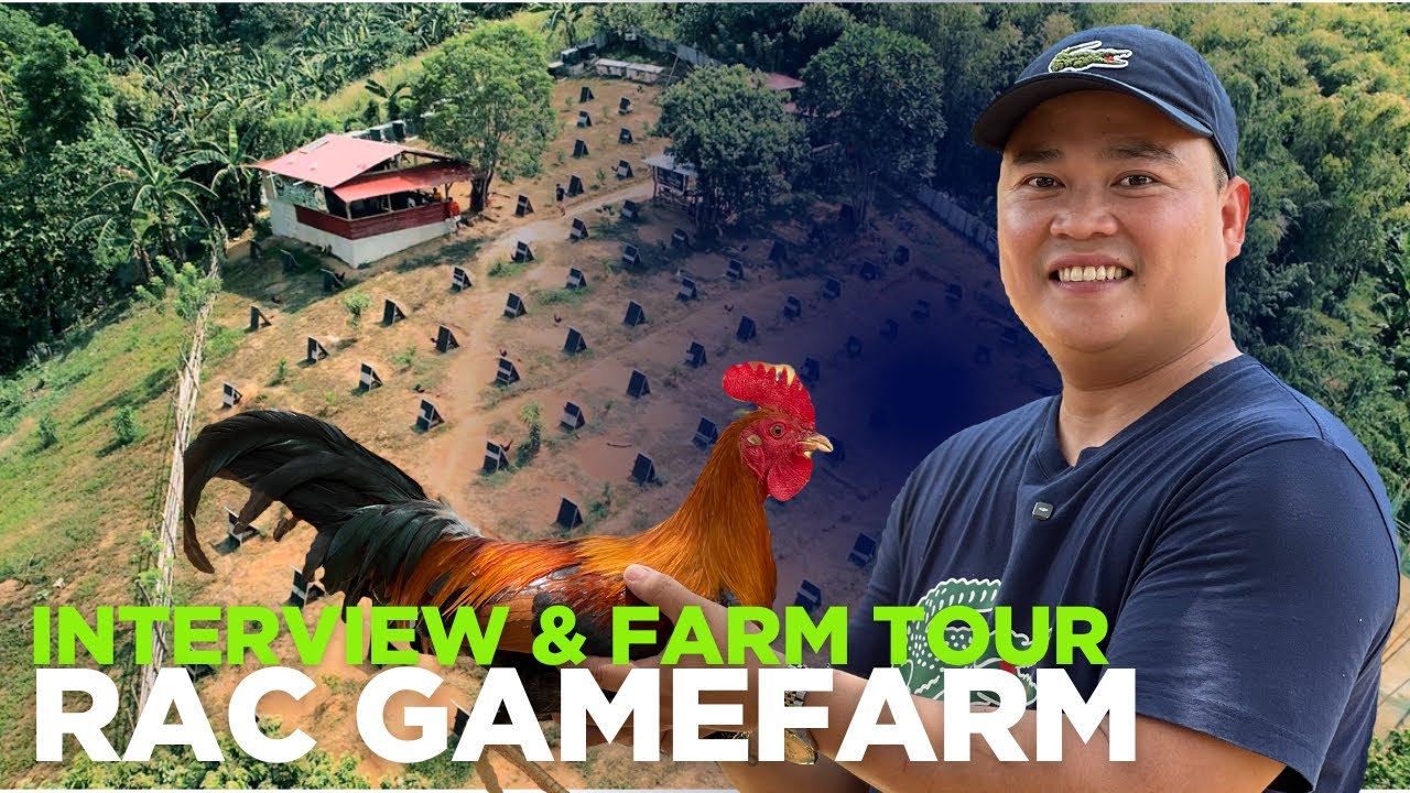 RAC GAMEFARM | INTERVIEW & FARM TOUR | NAKATAGONG FARM SA TAAS NG BUNDOK | LEMON & BUTCHER | VLG-151