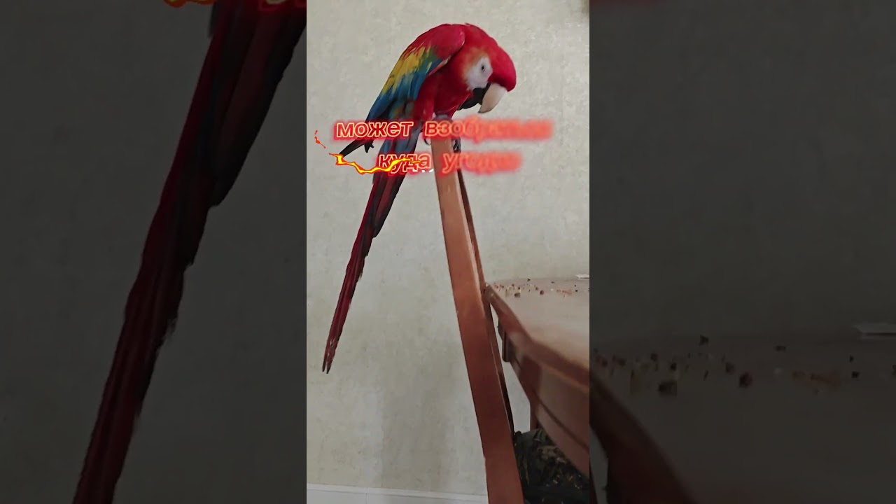 любят лазить везде, где могут дотянуться #aramacao #parrot #smartparrot
