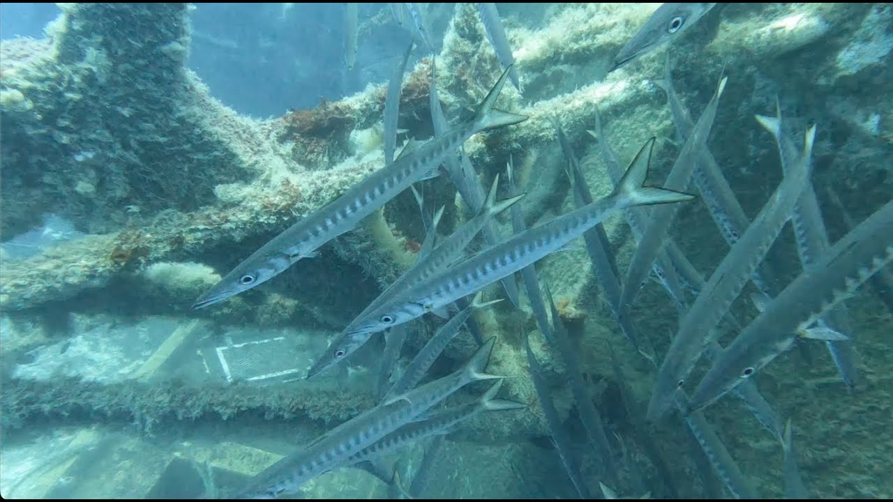 Scuba Diving the Zenobia Wreck, Larnaka, Cyprus, 2023