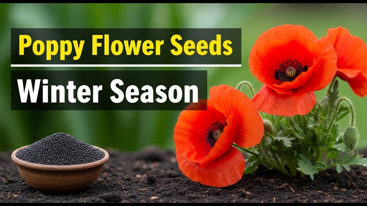 How to Grow Poppy Flower From Seeds 🌸 | Winter Season Flowers | Beautiful Gardening