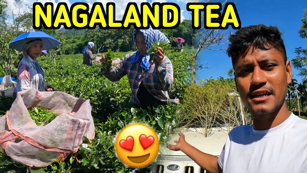 How Naga People Do Tea Business? | Shangsa Village Daily Life, Mon District