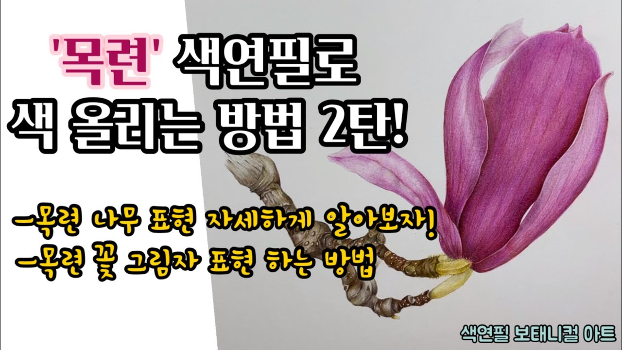 색연필 보태니컬 아트 기초/목련 색연필 색 올리기 2탄/목련 나무 표현 자세하게 알려드립니다./색연필로 꽃 마무리 그림자 표현 방법