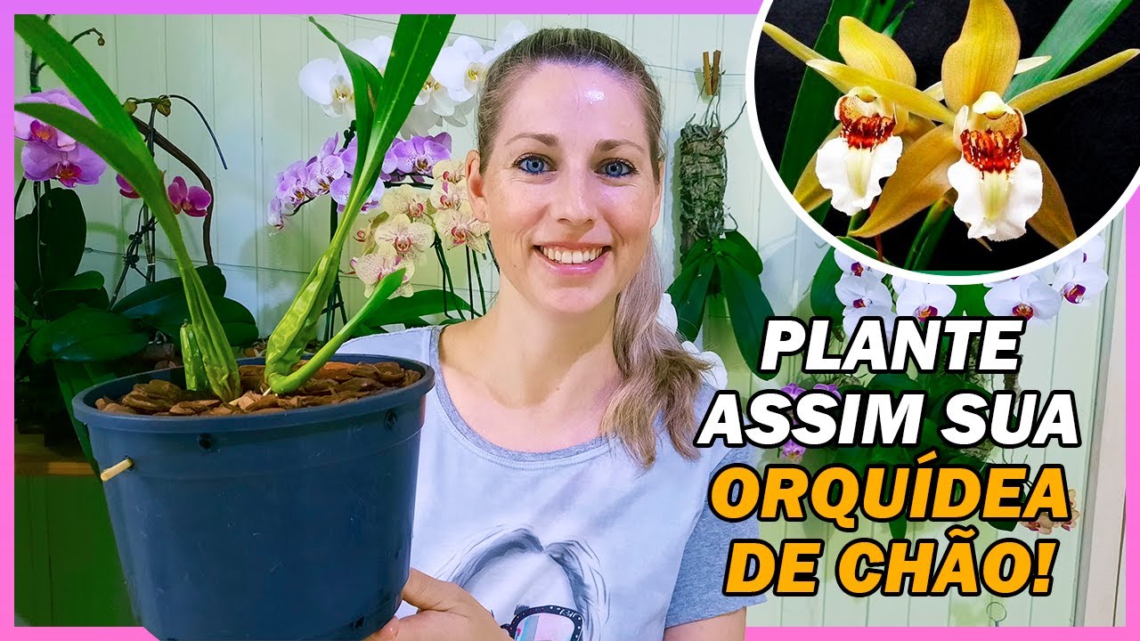 Saiba como plantar Orquídea Terrestre de fácil cultivo