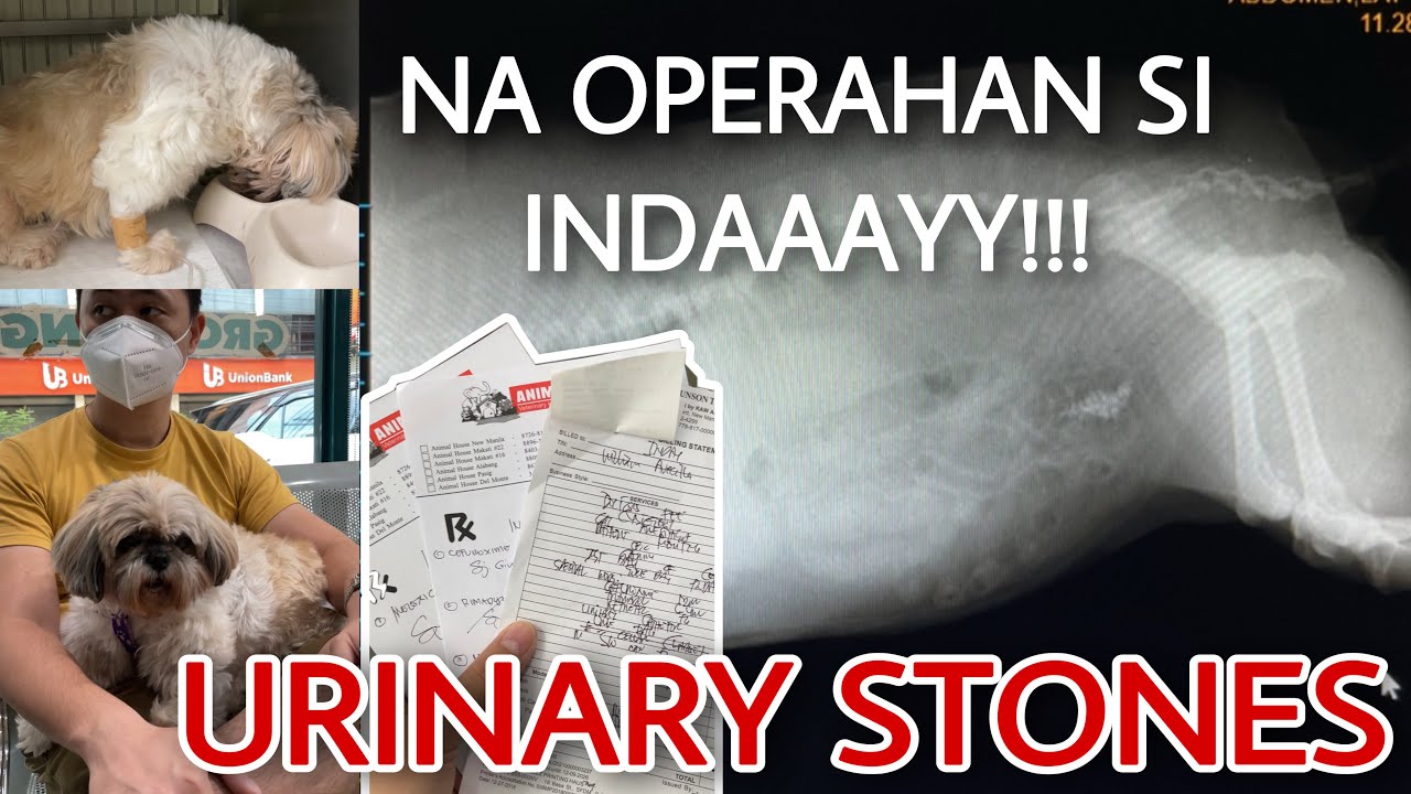 URINARY STONES IN DOGS | SIGNS & SYMPTOMS | EXPENSES | SURGERY | SHIH TZU