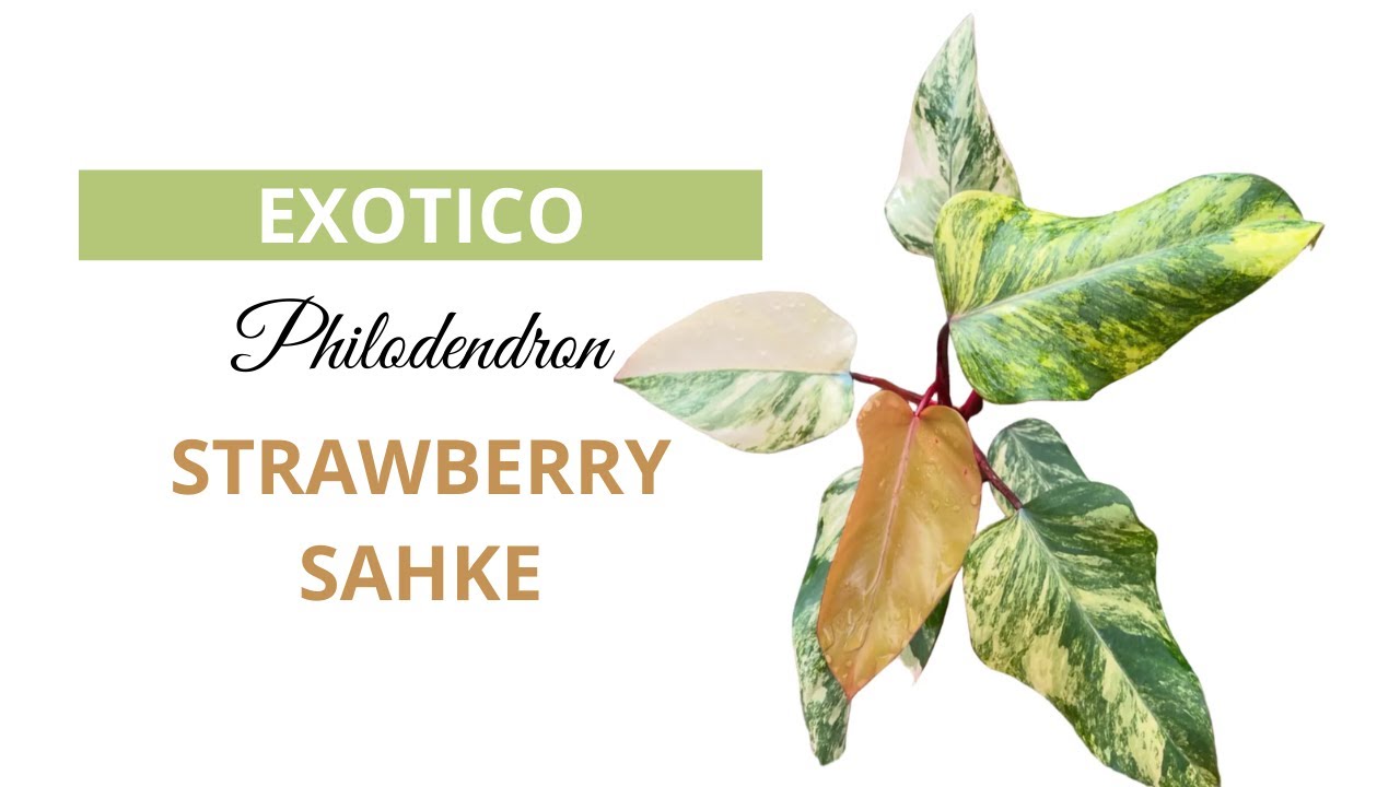 “Philodendron Strawberry Shake: ninguna hoja es igual”