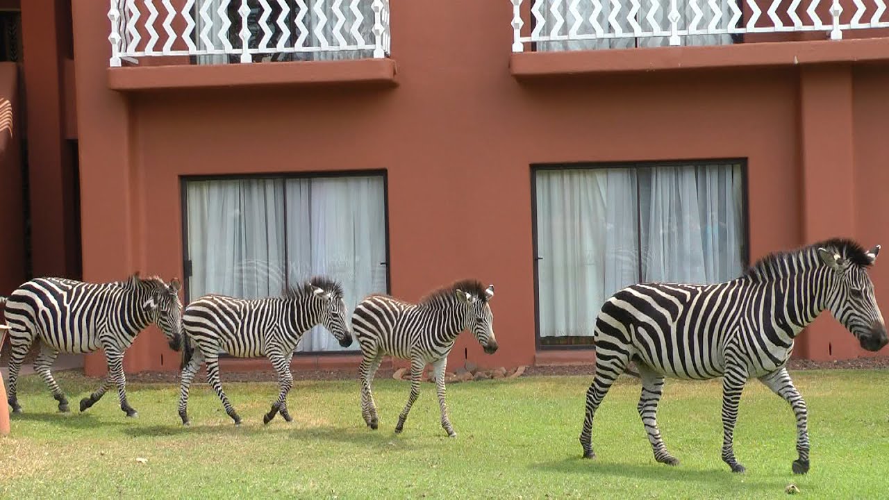 TV PP Dél-Afrika - Viktória-vízesés