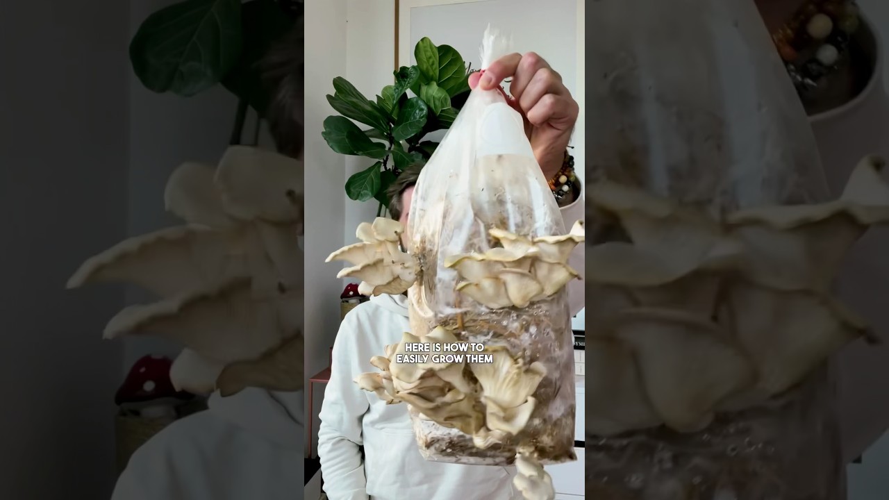 Easy technique to grow Mushrooms at home 🍄 #diy #gardening #mushroom