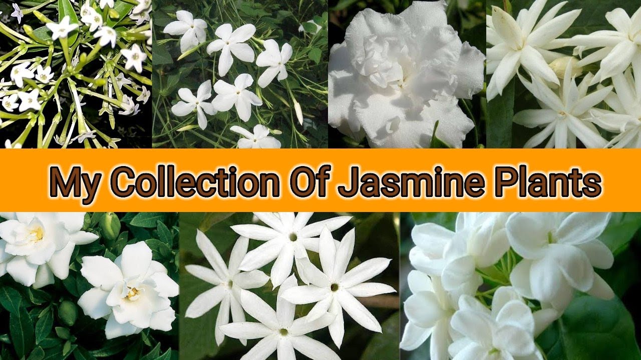 My Collection Of Most Fragrant Jasmine Plants varieties | 7 types of Jasmine plants | Jasmine Plants