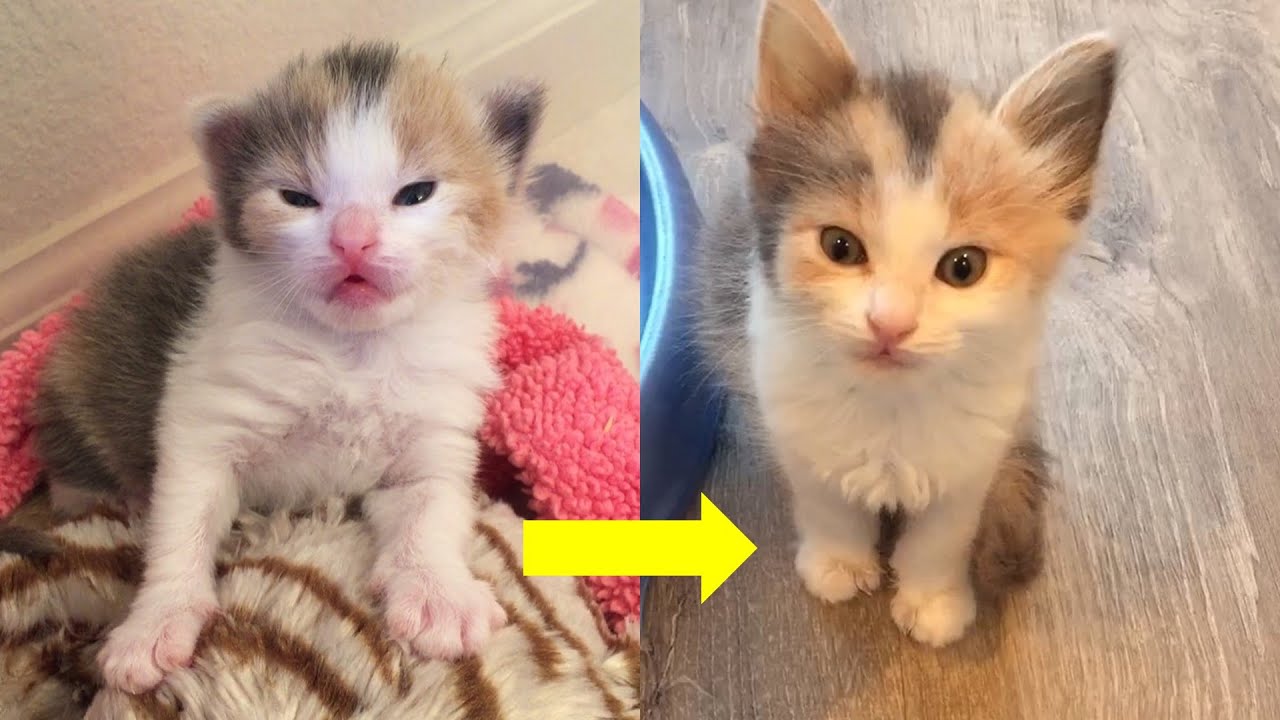 Rescue Tiny Bottle Kitten Transform to Such Sweet Cat