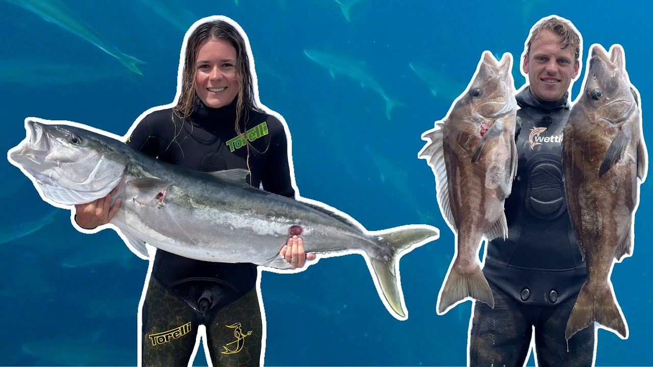 MONSTER KINGFISH SCHOOLS, Tarakihi and Boarfish- Spearfishing in the Hauraki Gulf, NZ!