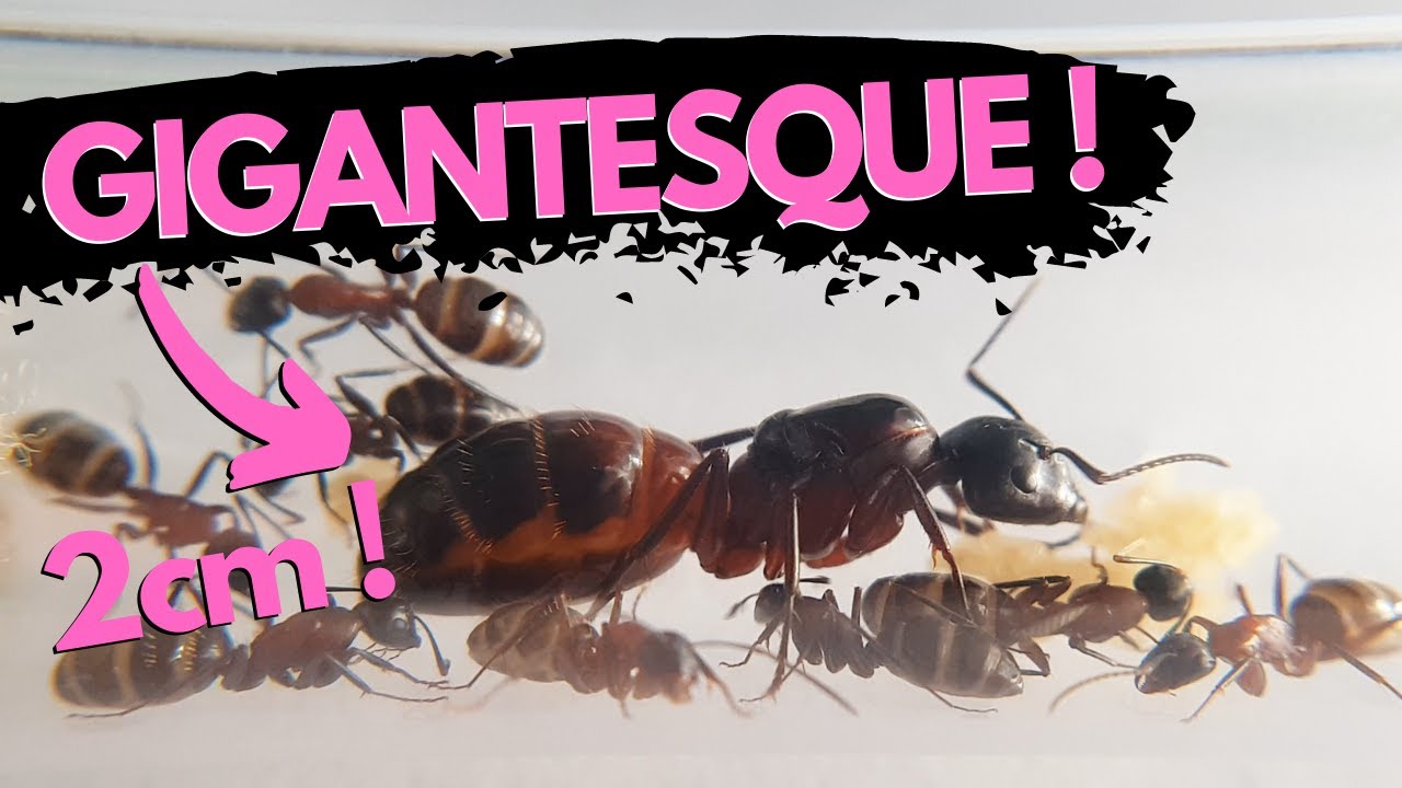 Ca se développe à quelle vitesse ?! Camponotus ligniperda 