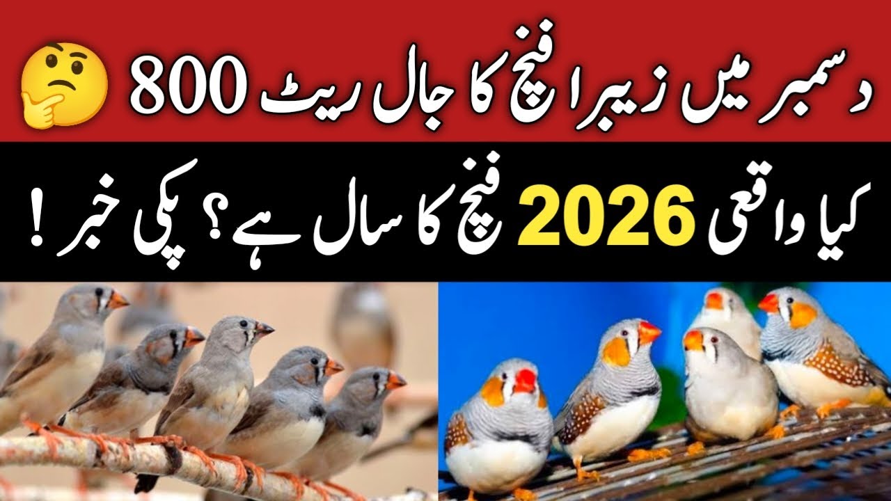 Zebra Finches New Update | Zebra New Jaal Rates 2026 | Mini Zoo Birds 