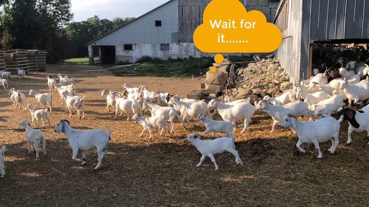 200+ Savannah Goat Race To The Finish Line (Who Let The Goats Out?)
