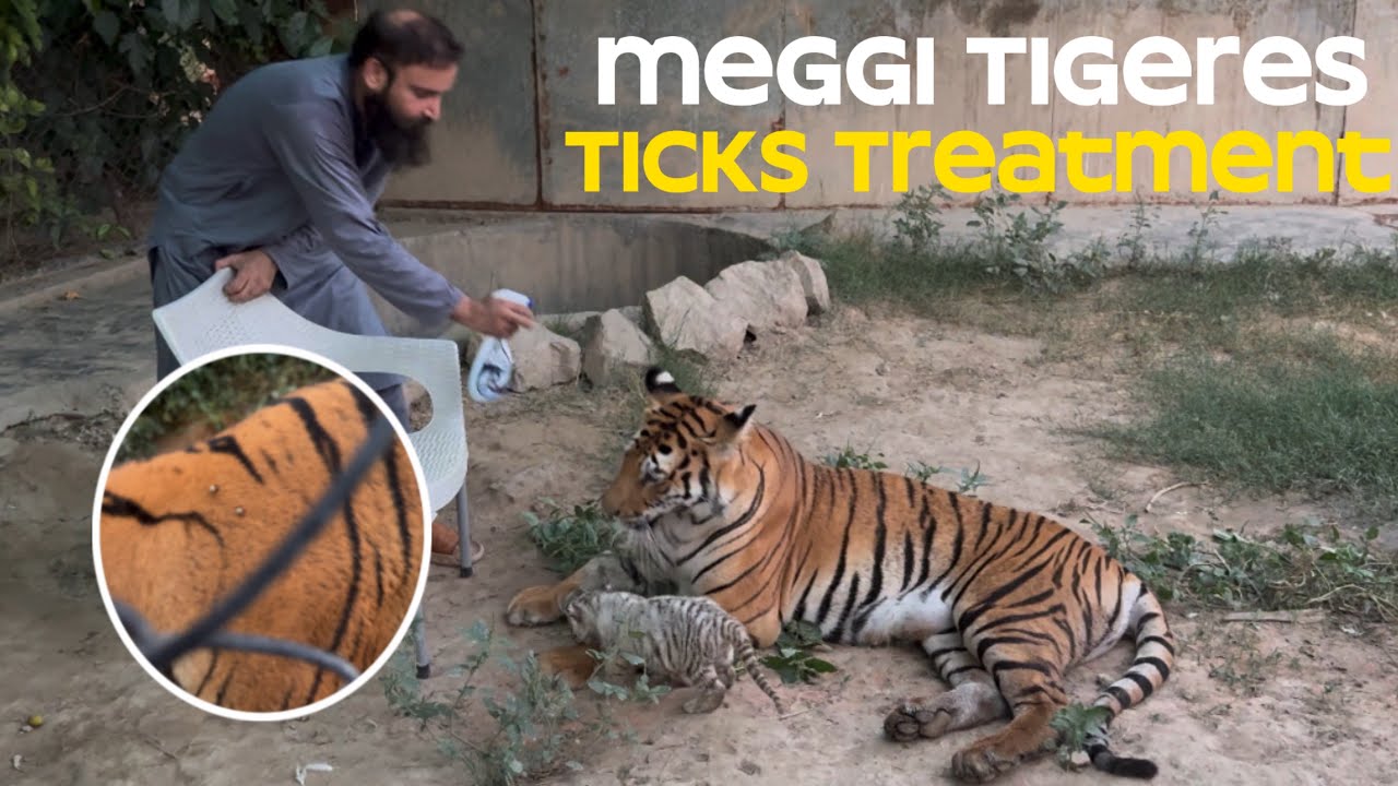 Meggi Tigeres Or Cub Ka Ticks Treatment Kar Diya 🐅🐯|Diana liones Attack 😱🦁😱