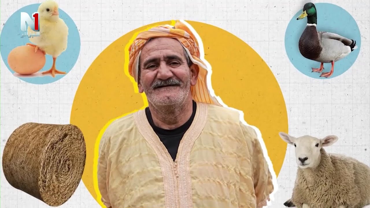 فيلم الكبش و العربون