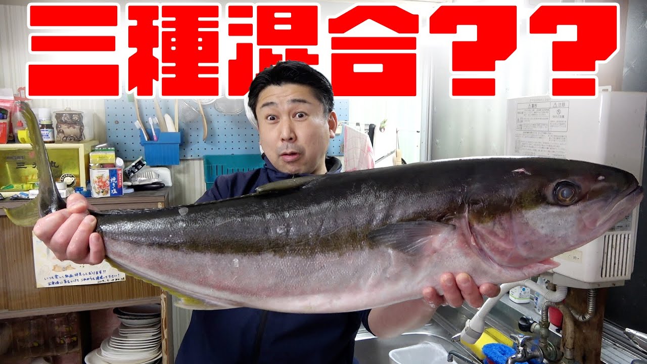 【激レア】仕立て屋じょ兄さんからもらった三種類の血が混じった巨大なお魚を捌いてみたよ！
