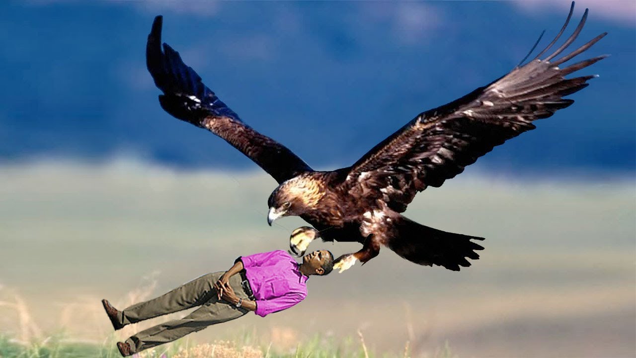 ‪Golden Eagle Snatches Kid‬ Fake Parody - Golden Eagle Snatches Obama - Fake? (OFFICIAL)