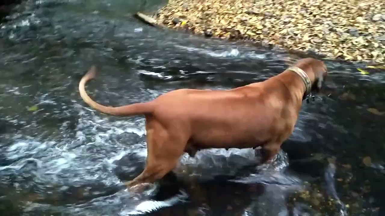 Freshwater Creek River Rats Explore Swim 18th OCT 2018