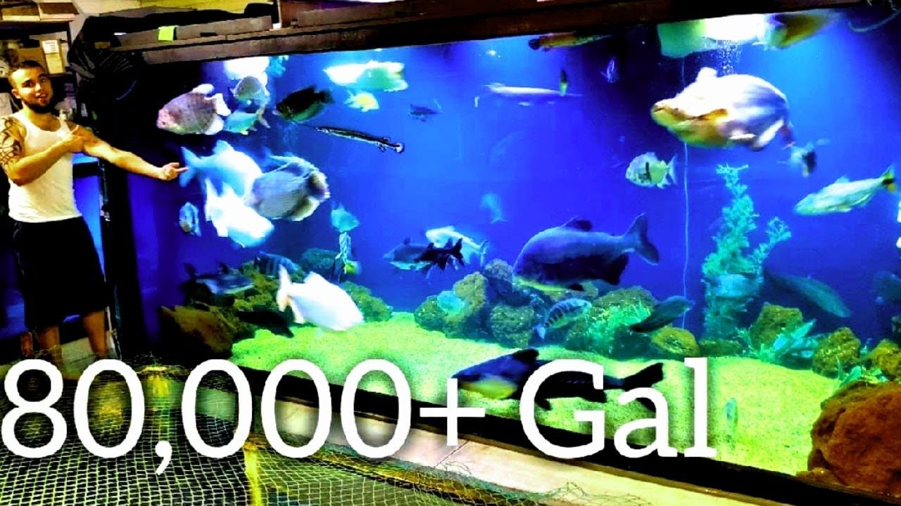 Massive 80,000+ gallon fishroom tour, showing all the monster fish  - We are Ohio Fish Rescue