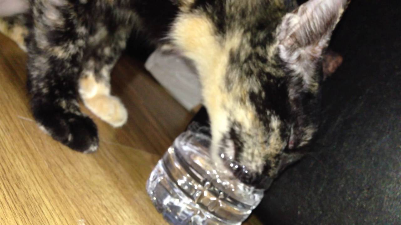 Cat drinking millilitres of Evian
