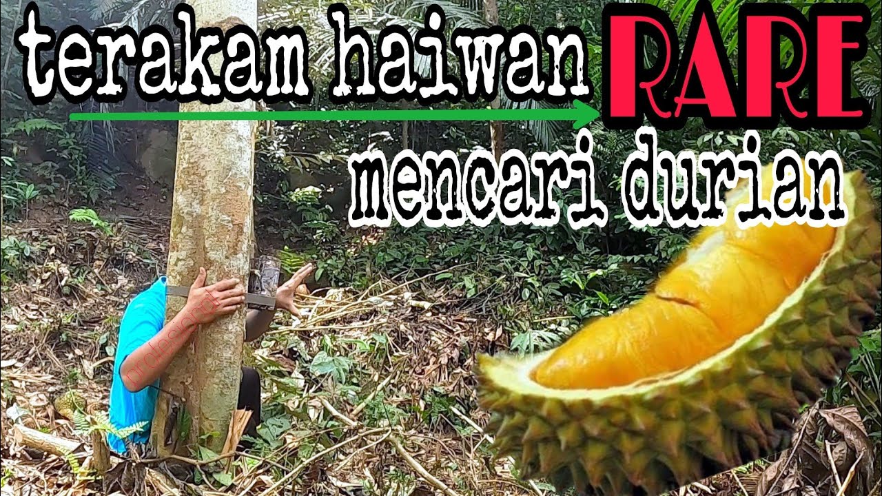 Pasang camera trap di kebun durian