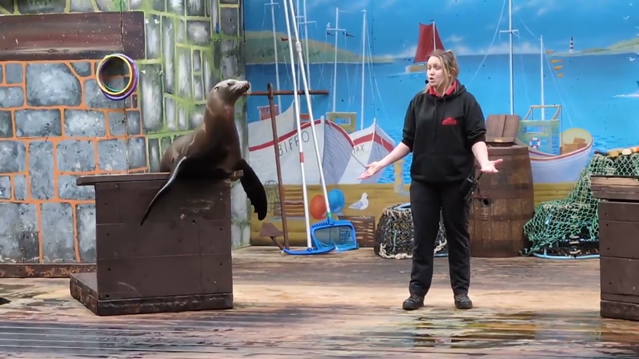 These Sea Lions STOLE the Show! 🦭 | Knowsley Safari 2026