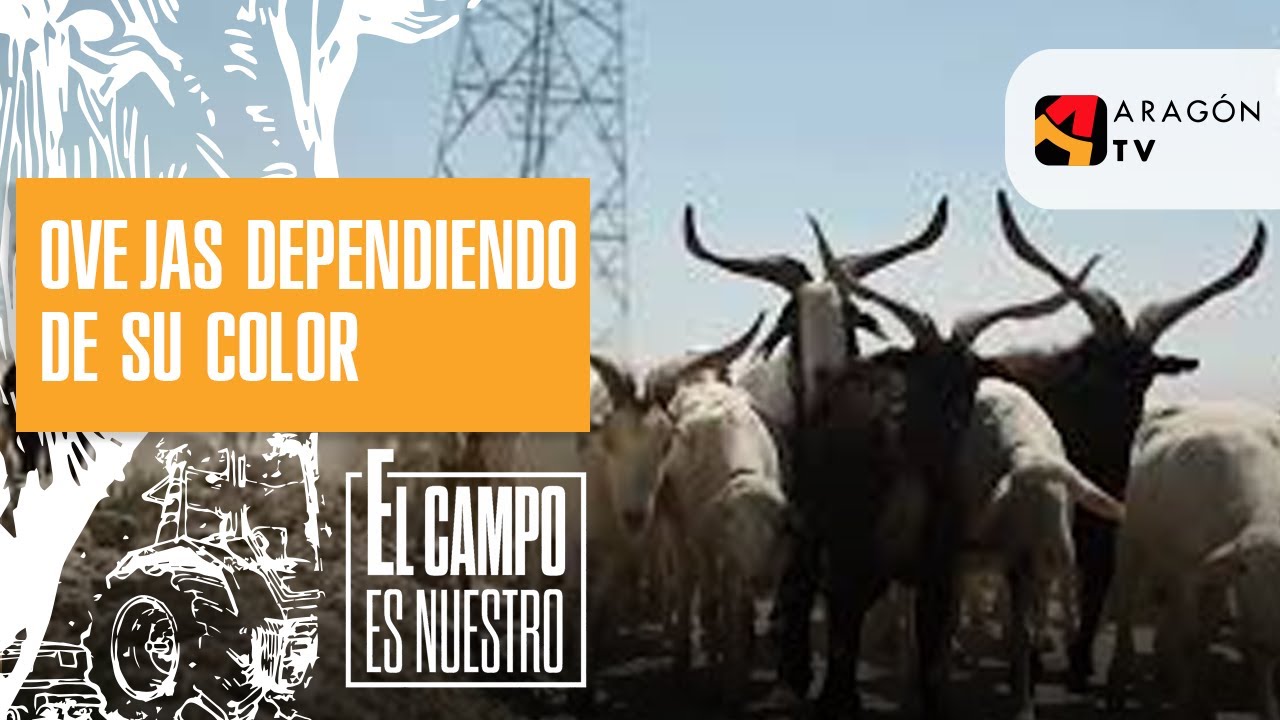 ¿De qué oveja hablamos según su color?