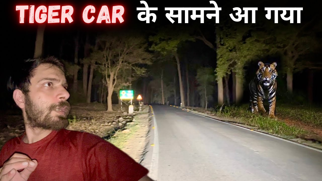 Tiger Came in front of Car | Night Drive Jim Corbett National Park | Tiger Attack