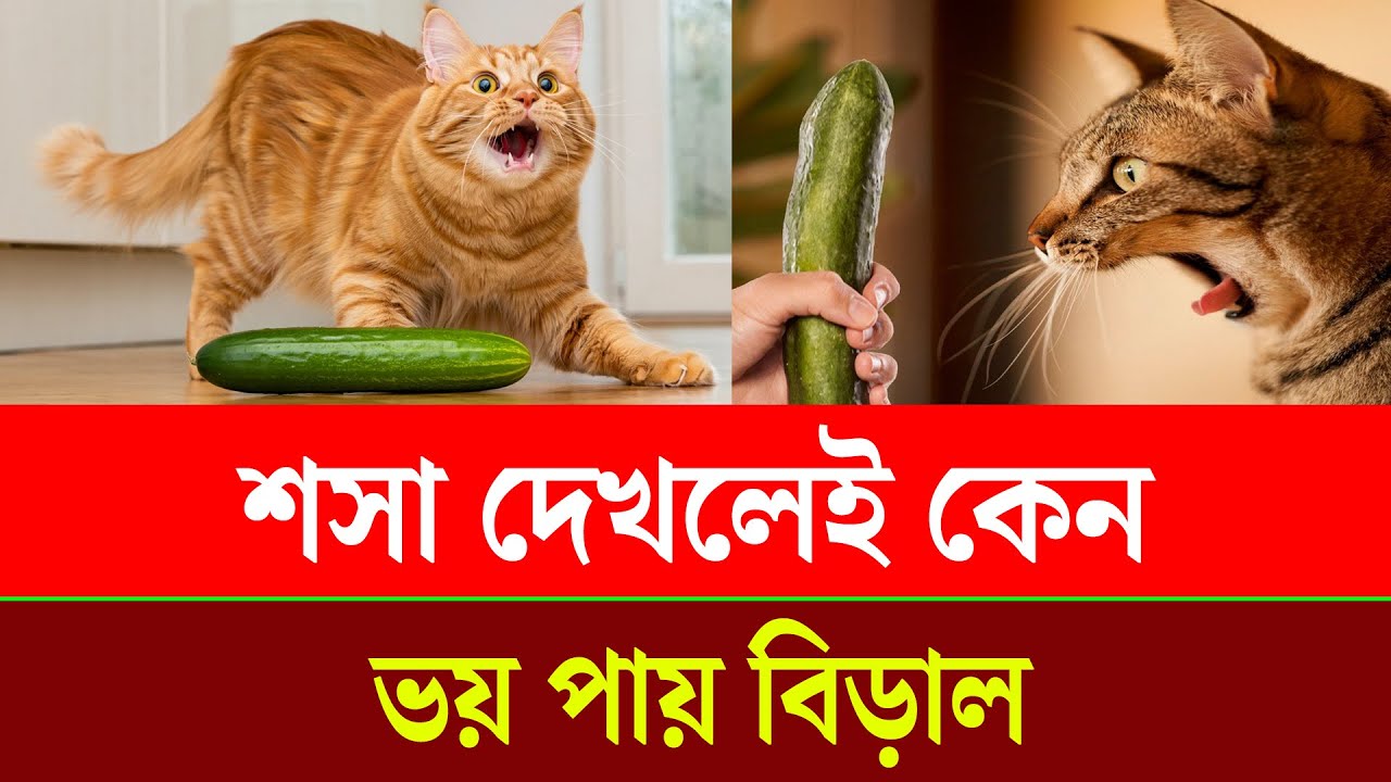 শসা দেখলেই কেন ভয় পায় বিড়াল? । Viral । Trend । Cat । Cucumber| Chattogram Somoy | চট্টগ্রাম সময়
