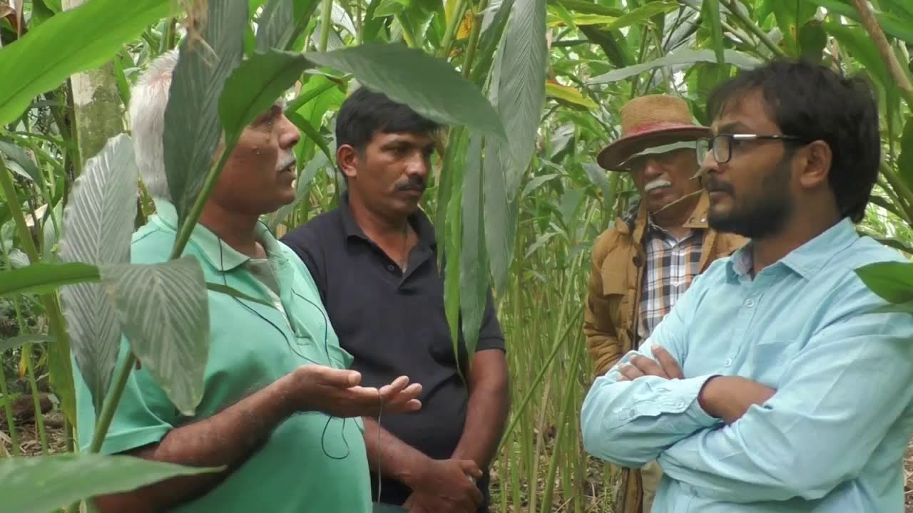Discussion about Cardamom (Elaichi) part 2K