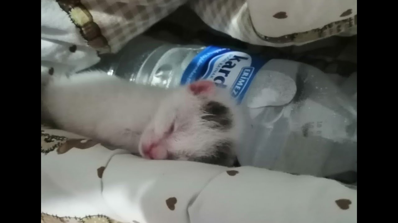 Sokakta yeni doğmuş yavru kedi buldum . Yavru kedi bakımı nasıl yapılır