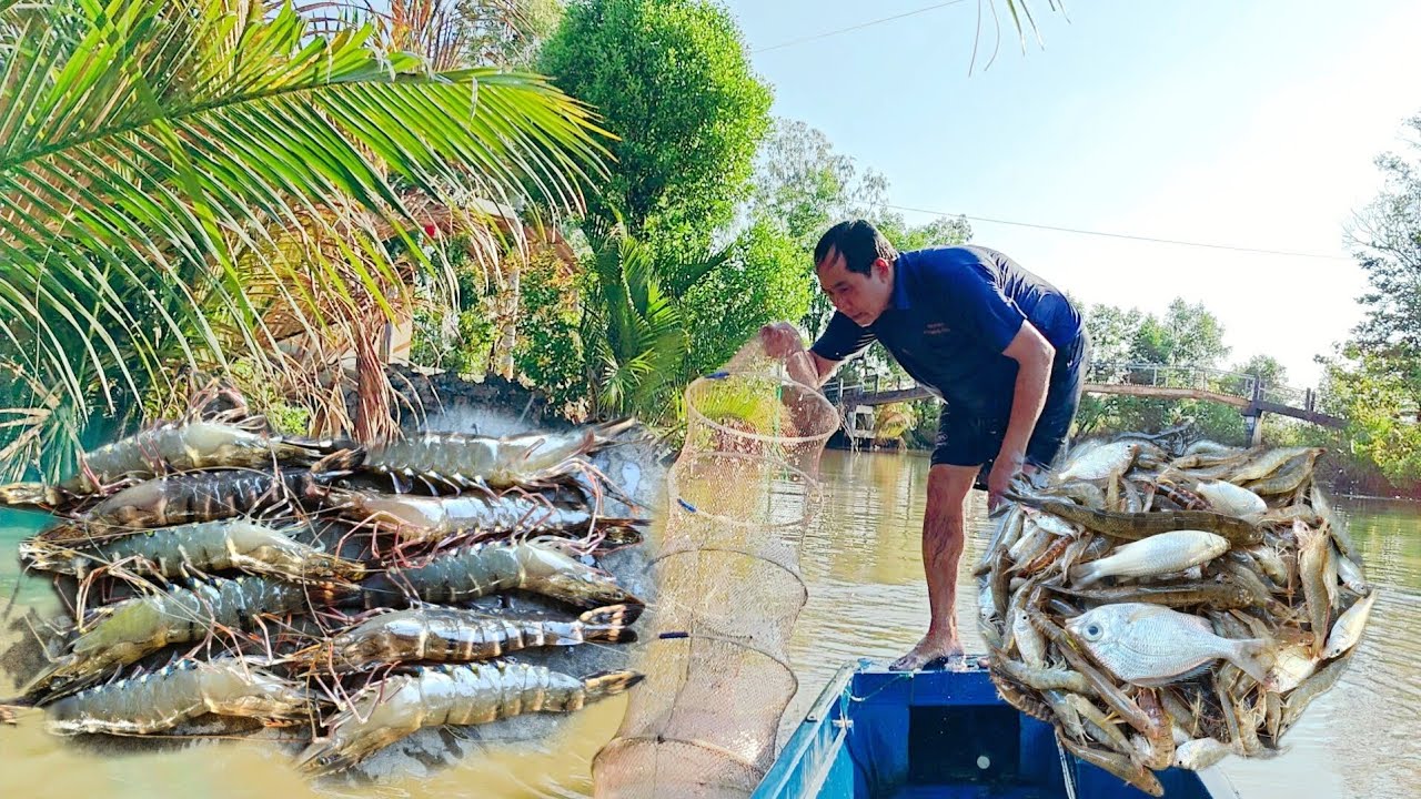 Đổ Lú Dưới Sông Chạy Tôm Sú Quá Nhiều 