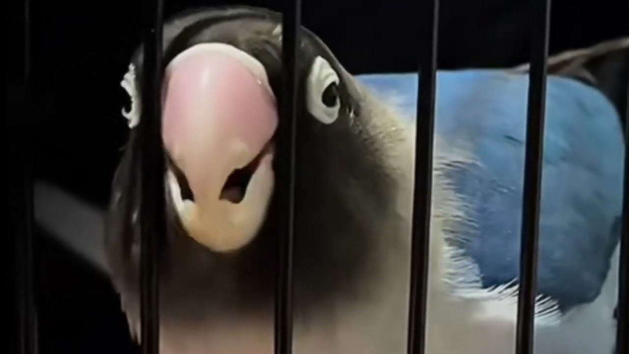 Lovebird ngekek panjang dengan variasi isian terbaik dan tembakan mewah #lovebird 