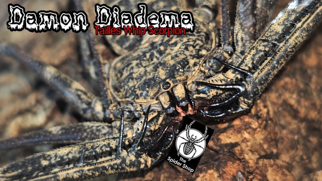 Damon Diadema Tailless Whip Scorpion The Spidershop Unboxing