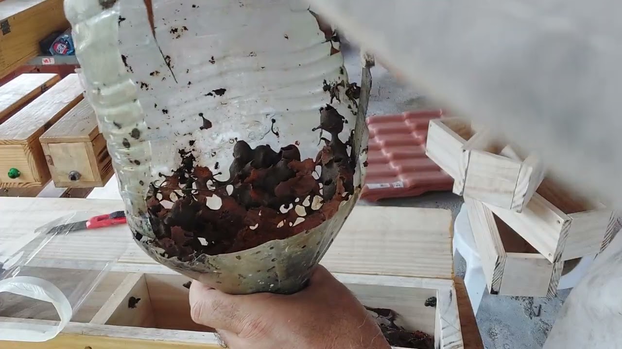 16/31. Transferência de #abelha #canudo isca de 5L com pouco alimento e muita abelhas 