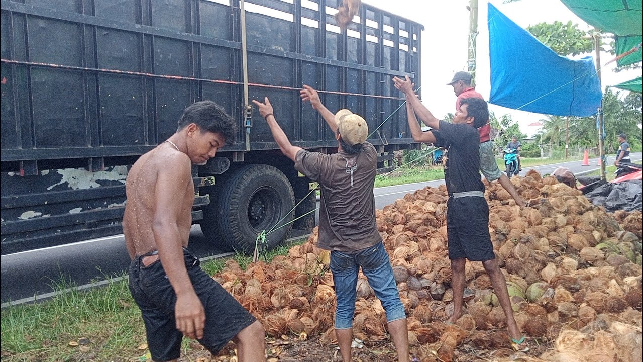 PENGIRIMAN BUAH KELAPA KE KOTA JAWA TIMUR